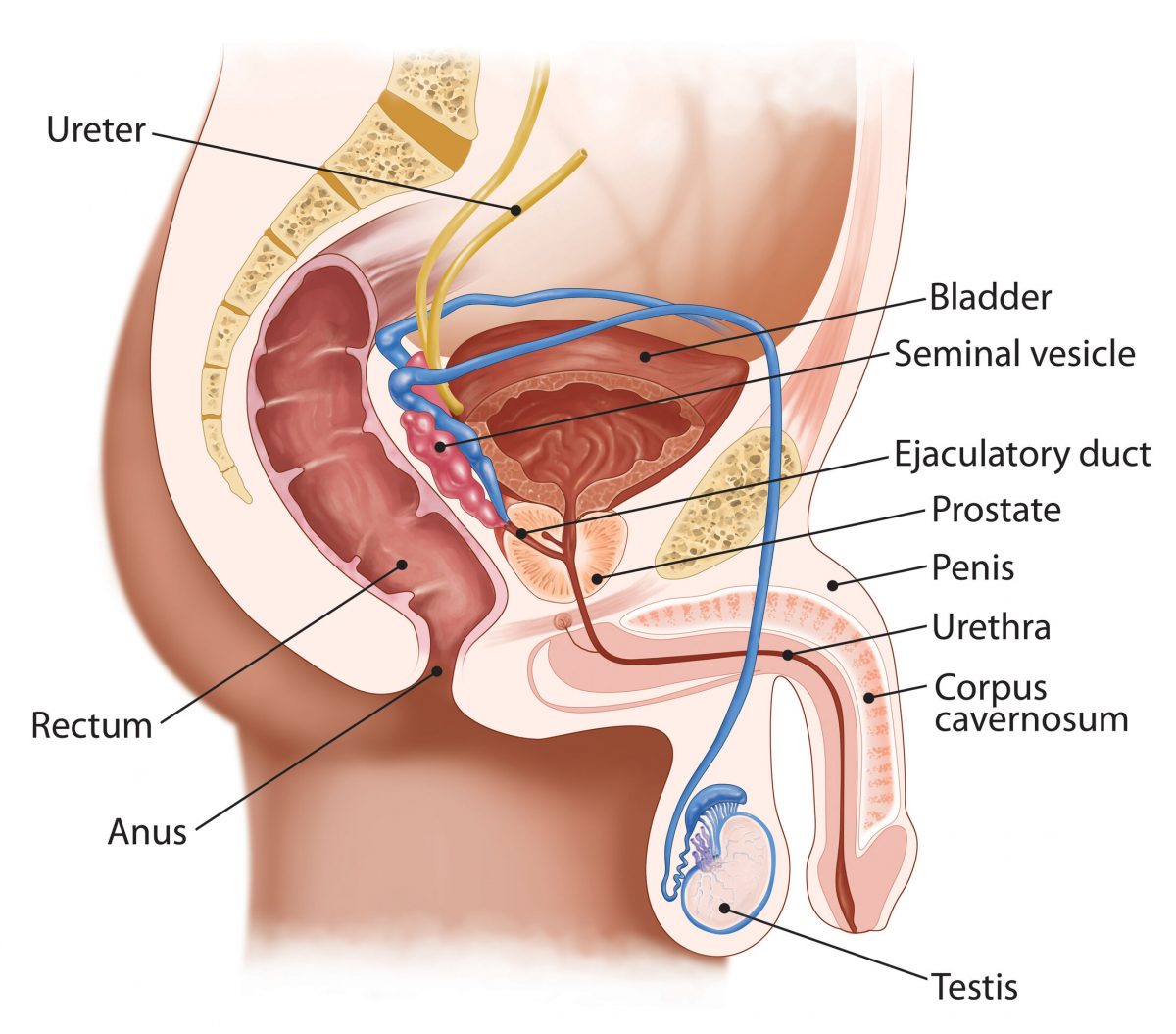 The male erectile sex organ (or phallus)