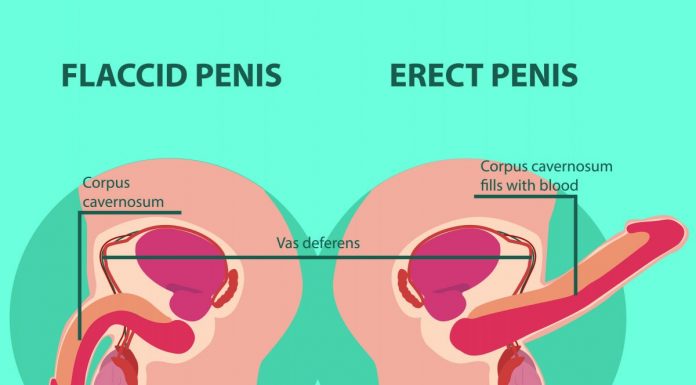 Sexual responsiveness is a male characteristic