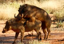 Justifying evolutionary and biological precedents